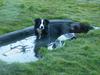 Dog bath