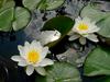 White water lilies