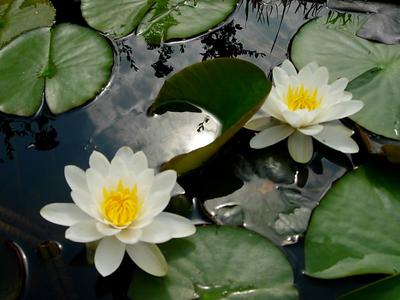 White water lilies
